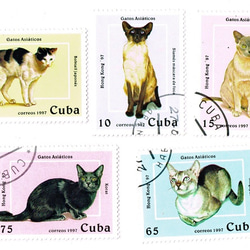 一套 5 張貓郵票古巴 1997 年（外國郵票/舊郵票）| 古董/復古 第1張的照片