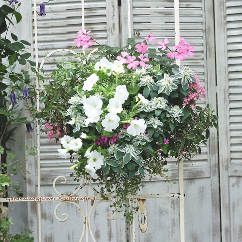 No.354 you様 ハンギングバスケット 花 寄せ植え No.354 you様