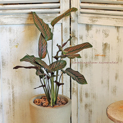 観葉植物 カラテア・サンデリアーナ ナチュラルテラコッタ受皿付き 1枚目の画像