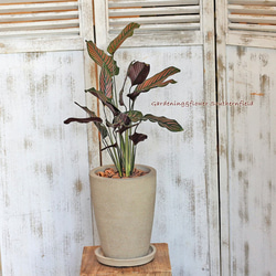 観葉植物 カラテア・サンデリアーナ ナチュラルテラコッタ受皿付き 2枚目の画像