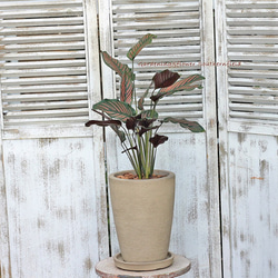 観葉植物 カラテア・サンデリアーナ ナチュラルテラコッタ受皿付き 4枚目の画像