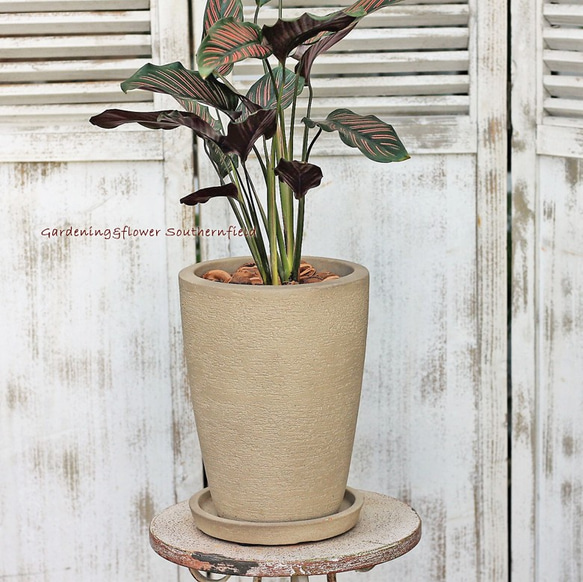 観葉植物 カラテア・サンデリアーナ ナチュラルテラコッタ受皿付き 6枚目の画像