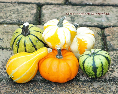 ハロウィンかぼちゃ　本物　大小セット Amazon.co.jp: ハロウィンかぼちゃセット25個入（Mサイズの