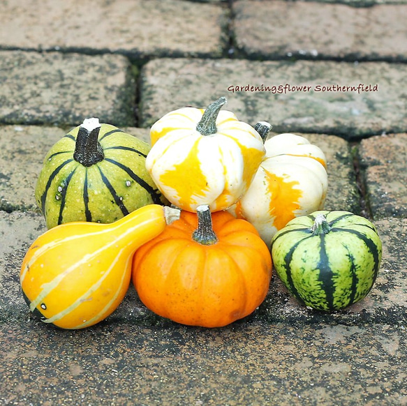 ハロウィン 本物 生 かぼちゃ 飾りおもちゃパンプキン 小サイズ