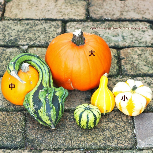 ハロウィンカボチャ　かぼちゃ　生　本物