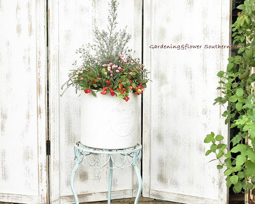 花寄せ植え チェッカーベリー＆姫バラ＆ティーツリー ナチュラル