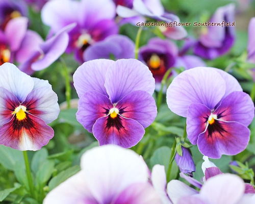 花苗 ビオラ ぶどうももか 3.5号ポット 二苗セット その他インテリア