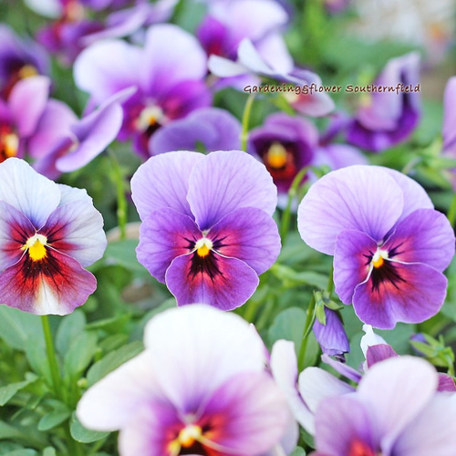 紫陽花 苗　エダム　もうすぐ開花　蕾付特大株 wusytaesg8-640x360.jpg