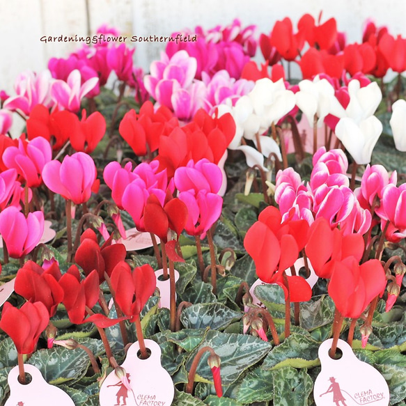 花苗 ガーデン シクラメン スーパーベラノ 3号ポット その他インテリア