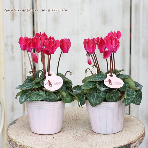 花苗 ガーデン シクラメン スーパーベラノ 3号ポット その他インテリア