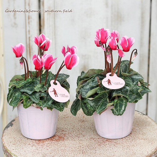 花苗 ガーデン シクラメン スーパーベラノ 3号ポット その他インテリア