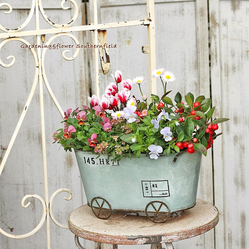 季節の花寄せ植え ビオラ＆イングリッシュデージー＆シクラメン