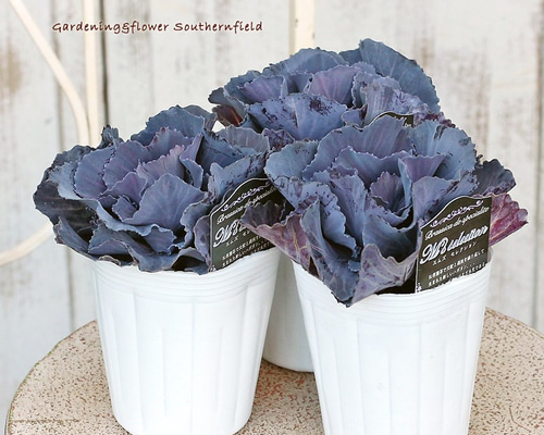 【花苗】ミニ葉ボタン ジュエリーシリーズ BLACK LEAF おまけ種子付き 花苗】ミニ葉ボタン ジュエリーシリーズ BLACK LEAF おまけ種子付き