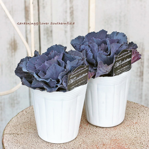 花苗 葉牡丹 プレミアムハボタン エムズセレクション ブラック 3号