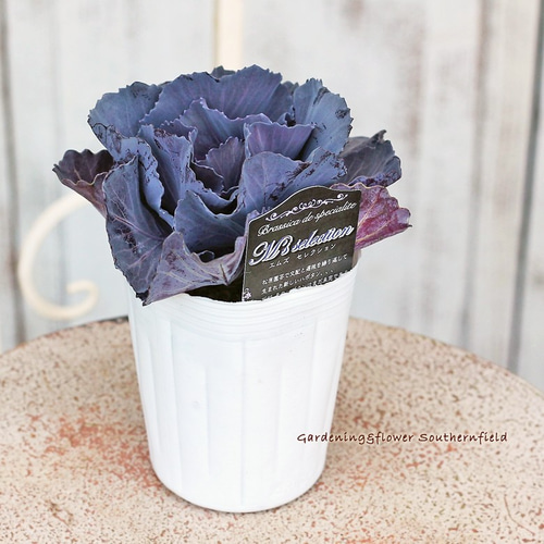 花苗 葉牡丹 プレミアムハボタン エムズセレクション ブラック 3号