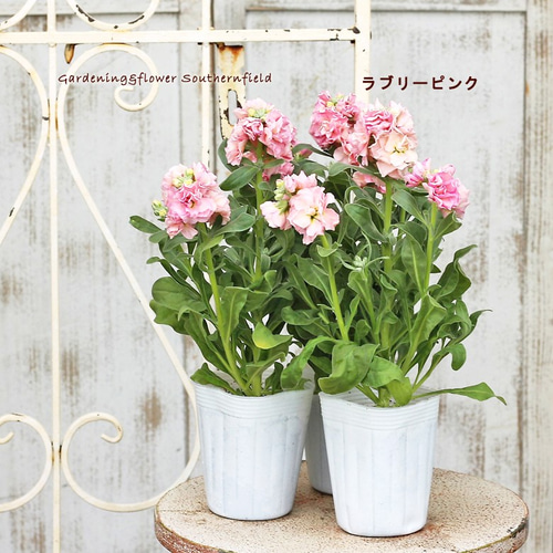 花苗 ストックベイビー ビンテージカッパー・クリーム・ラブリーピンク