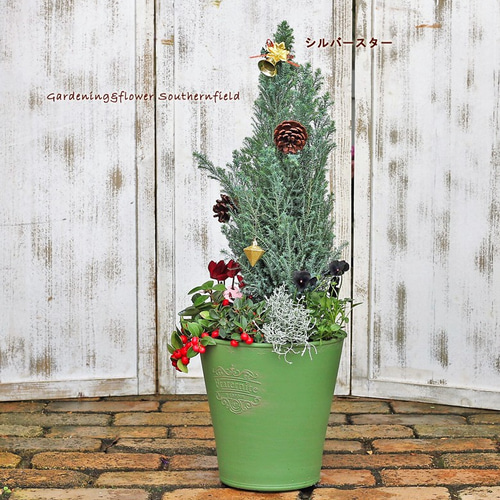 季節の花寄せ植え コニファー＆チェッカーベリー クリスマス