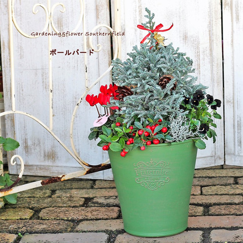 （お得な特別割引価格） 季節の花寄せ植え コニファー＆チェッカーベリー クリスマス 鉢花