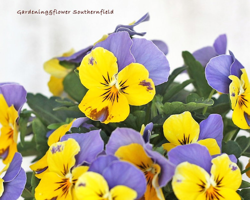 花苗 ビオラ イエローブルージャンプアップ 3.5号ポット 二苗セット