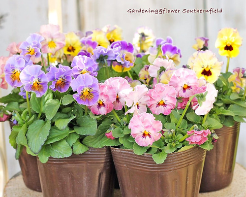 再入荷花苗 フリル パンジー 夢見るパンジー 3.5号ポット 2苗セット