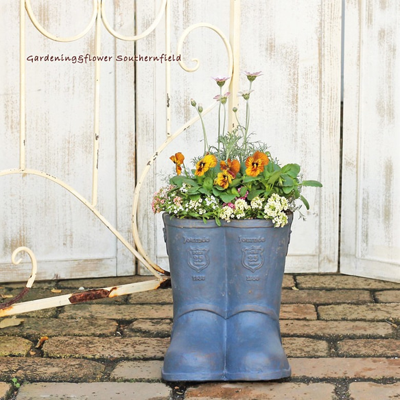 花寄せ植えギャザリング ローダンセマム＆ビオラ タイガーアイ ブーツ