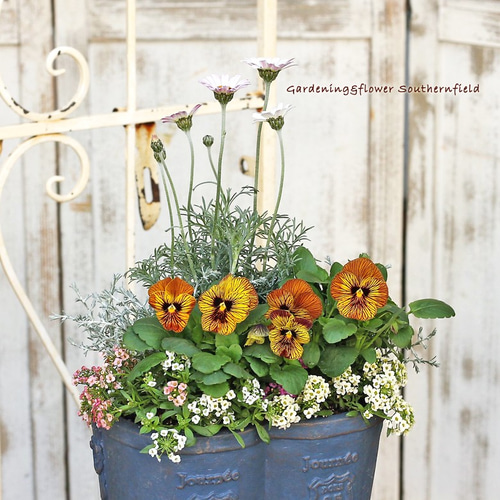 花寄せ植えギャザリング ローダンセマム＆ビオラ タイガーアイ ブーツ