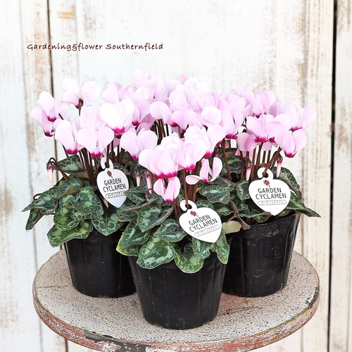 花苗 ガーデン シクラメン ピンク 3.5号ポット その他インテリア雑貨