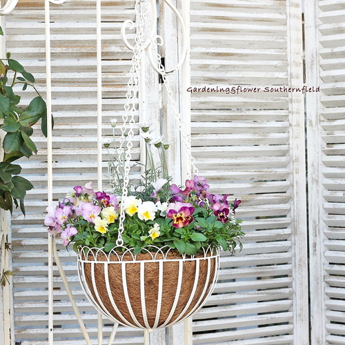 フリルパンジーとローダンセマムの寄せ植えバスケット オファー flower