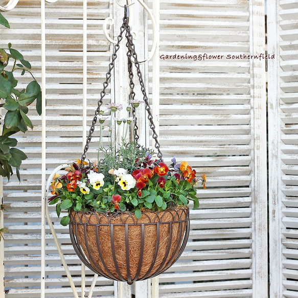 季節の花寄せ植え ローダンセマム＆フリルパンジー ハンギング