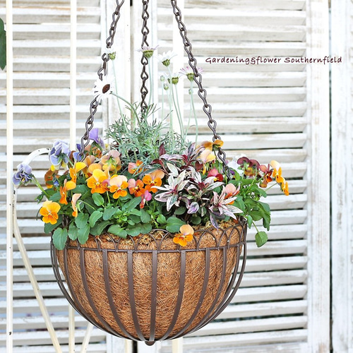 季節の花寄せ植え ローダンセマム＆フリルパンジー ハンギング