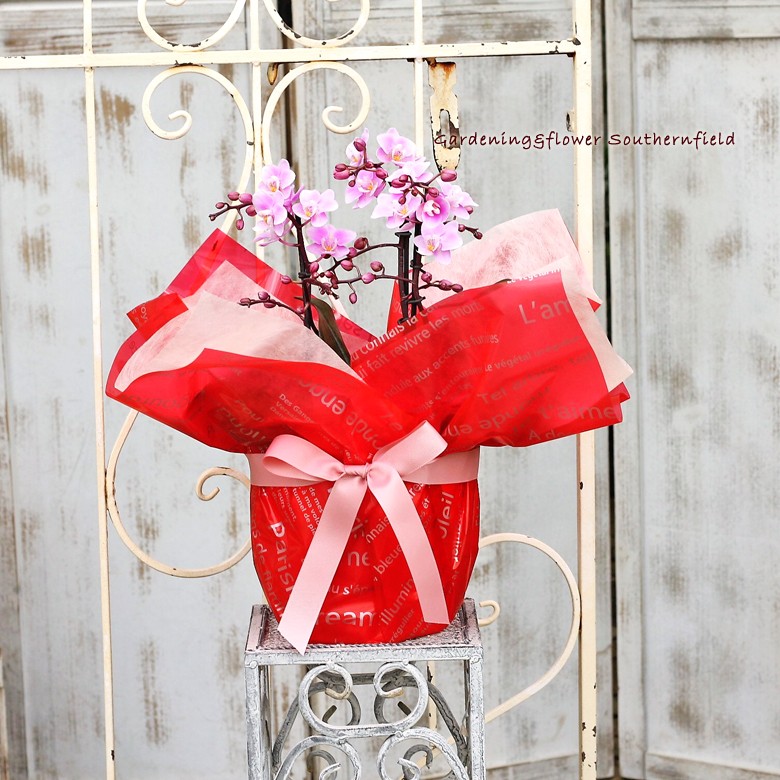 フランス　ジャルディニエール　花入れ　サクランボ アンティーク フランス ジャルディニエール（花器 ）44cm