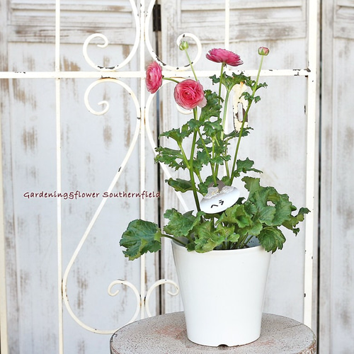 花苗 ラナンキュラス ラックスシリーズ ヘラ 5号ポット その他