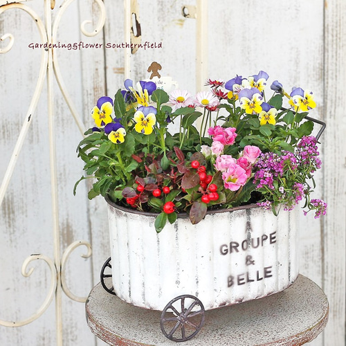 季節の花寄せ植え ビオラ＆イングリッシュデージー＆プリムラ フラワー 