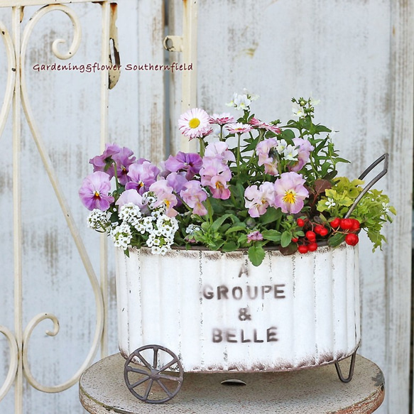 パンジー ブーケブランケット 花束 お*ろ様 ブーケブランケット 花束