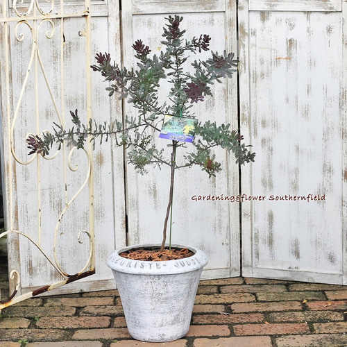 ☆送料無料☆ミモザ鉢植え アカシア・プルプレア テキストデザイン