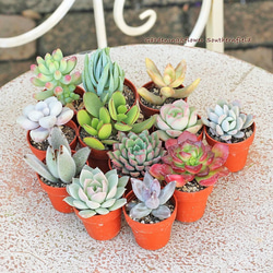 多肉植物 苗 1.5号ポット 3苗セット 多肉植物 lavenderherb 通販