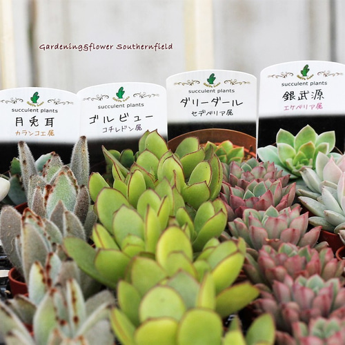 多肉植物 苗 1.5号ポット 3苗セット 多肉植物 lavenderherb 通販