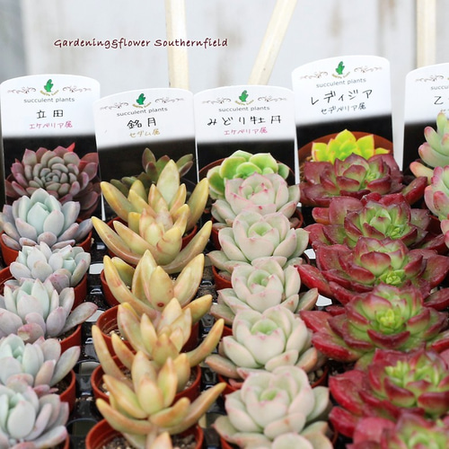 多肉植物 苗 1.5号ポット 3苗セット 多肉植物 lavenderherb 通販
