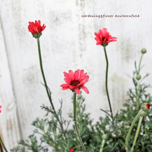 花苗 ローダンセマム マーズ 3.5号ポット その他インテリア雑貨