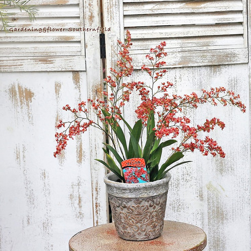 花苗 洋ラン オンシジューム ツィンクル レッドファンタジー 4号ポット