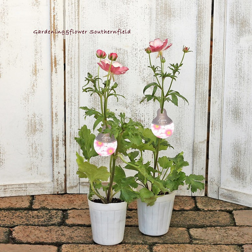花苗 ラナンキュラス ラックス リュキア 3.5号ロングポット 花苗 ラナンキュラス ラックス リュキア 3.5号ロングポット