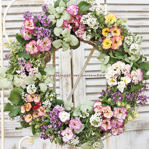 ドライフラワー　スマホリング.アリッサムリース ドライフラワー スマホリング.アリッサムリース ドライフラワー