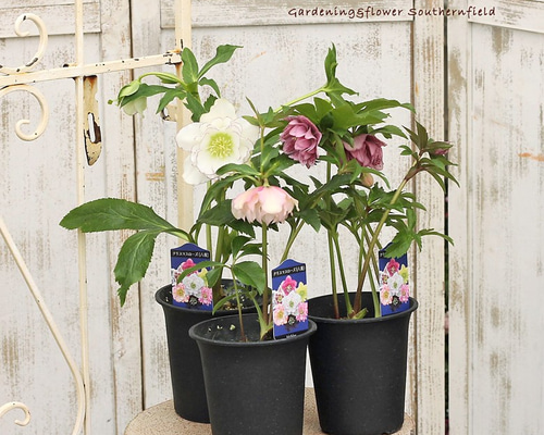 クリスマスローズ Hellebore 多色八重8鉢4寸