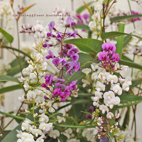 春の花 ハーデンベルギア・パープル&ホワイト MIX（コマチフジ） 6号ポット 常緑つる性低木 1枚目の画像