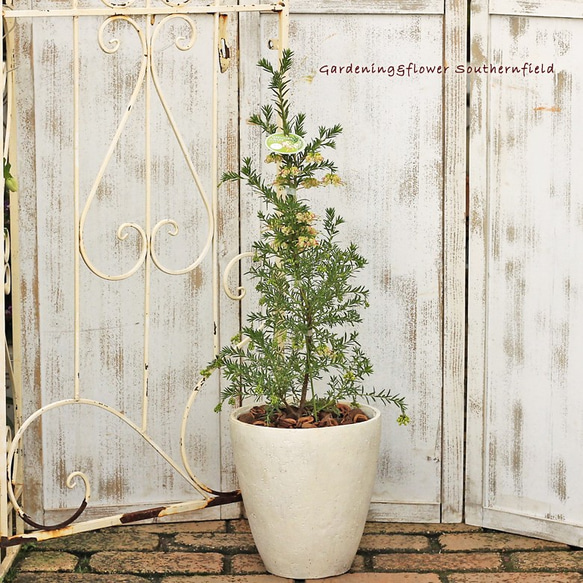 グレビレア ジュビリー 3 ファイバー鉢 グレビレア ピンクサプライズ