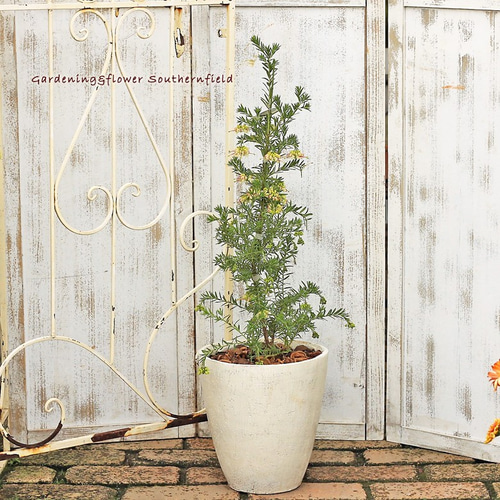 常緑花木 オージープランツ グレビレア ジュビリー シンプルナチュラル