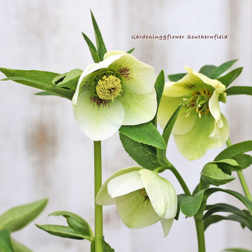 花寄せ植え クリスマスローズ シングル ホワイト 綱木紋 花寄せ植え クリスマスローズ シングル ホワイト 綱木紋