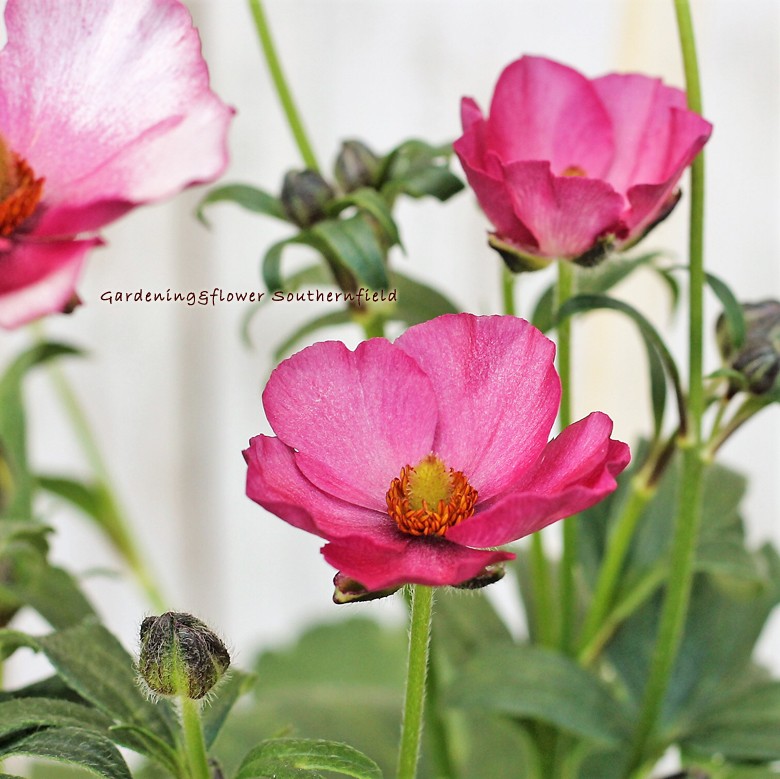 ラナンキュラスラックス　エウロペ　5芽　タグ付き　希少苗