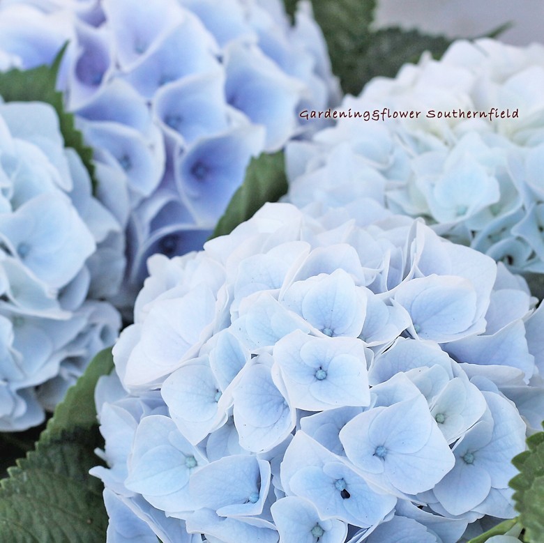 アジサイ　花傷み品6鉢セット　ハイドランジア