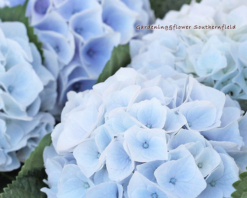 植栽用アジサイ6鉢セット ハイドランジア 来年用 - メルカリ